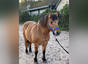 Fjord Mix, Giumenta, 11 Anni, 132 cm, Falbo