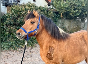 Fjord Mix, Giumenta, 11 Anni, 132 cm, Falbo