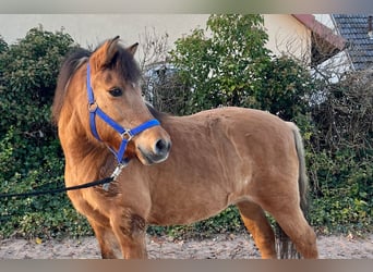 Fjord Mix, Giumenta, 11 Anni, 132 cm, Falbo