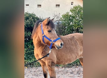 Fjord Mix, Giumenta, 11 Anni, 132 cm, Falbo