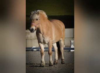 Fjord, Giumenta, 11 Anni, 147 cm, Falbo