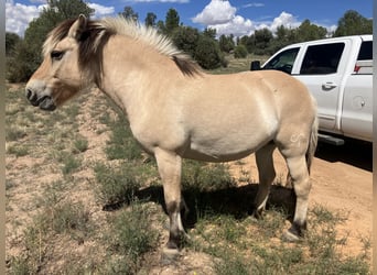 Fjord, Giumenta, 13 Anni, 122 cm, Pelle di daino