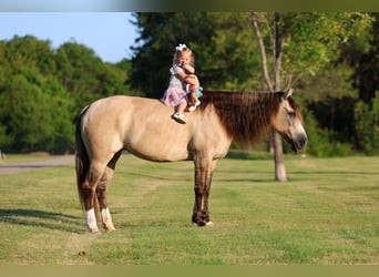 Fjord Mix, Giumenta, 15 Anni, 142 cm, Falbo