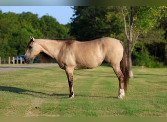 Fjord Mix, Giumenta, 15 Anni, 142 cm, Falbo