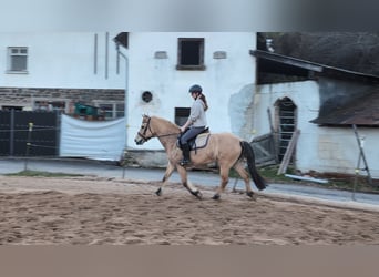 Fjord, Giumenta, 16 Anni, 146 cm, Falbo