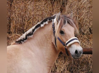 Fjord, Giumenta, 2 Anni, 138 cm
