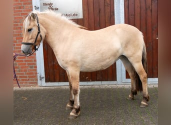 Fjord, Giumenta, 2 Anni, 145 cm