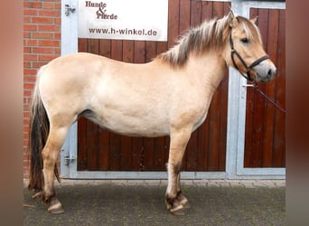 Fjord, Giumenta, 2 Anni, 145 cm