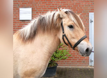 Fjord, Giumenta, 2 Anni, 145 cm