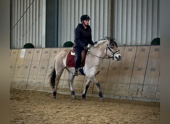 Fjord, Giumenta, 3 Anni, 135 cm, Falbo