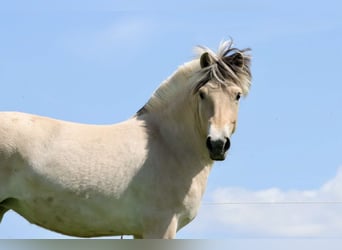 Fjord, Giumenta, 3 Anni, 142 cm, Falbo