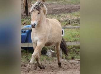 Fjord, Giumenta, 3 Anni, 142 cm, Falbo