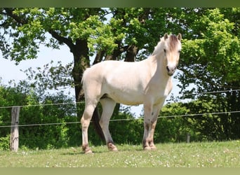Fjord, Giumenta, 3 Anni, 142 cm, Falbo