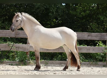 Fjord, Giumenta, 3 Anni, 144 cm, Falbo