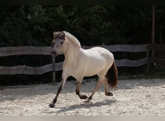 Fjord, Giumenta, 3 Anni, 144 cm, Falbo