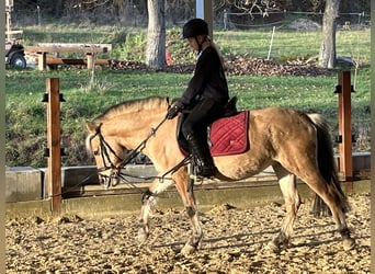 Fjord, Giumenta, 4 Anni, 135 cm, Falbo