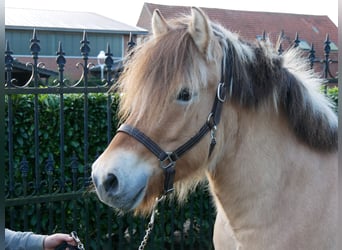 Fjord, Giumenta, 4 Anni, 145 cm, Falbo