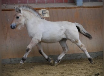 Fjord, Giumenta, 4 Anni, 150 cm