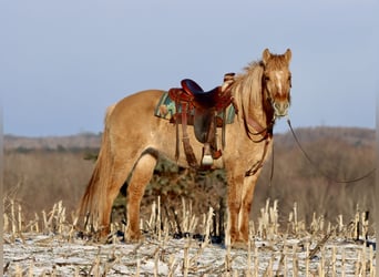 Fjord Mix, Giumenta, 4 Anni, 155 cm, Red dun