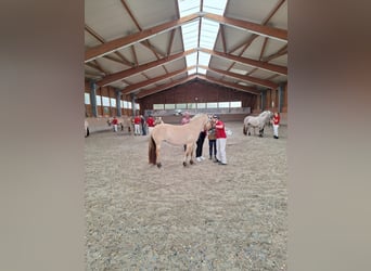 Fjord, Giumenta, 5 Anni, 145 cm, Falbo