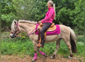 Fjord, Giumenta, 5 Anni, 146 cm, Falbo