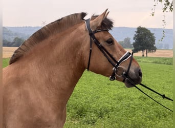 Fjord, Giumenta, 5 Anni, 152 cm, Falbo