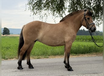 Fjord, Giumenta, 5 Anni, 152 cm, Falbo