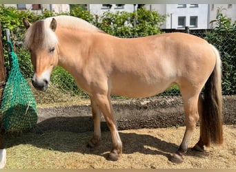 Fjord, Giumenta, 6 Anni, 140 cm, Falbo