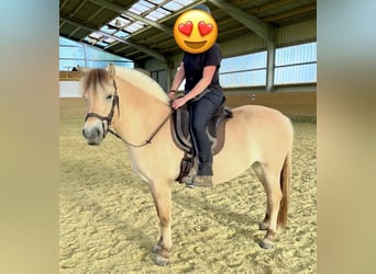 Fjord, Giumenta, 6 Anni, 140 cm, Falbo