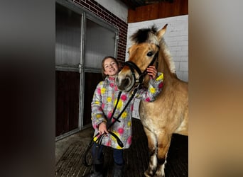 Fjord, Giumenta, 6 Anni, 145 cm, Falbo