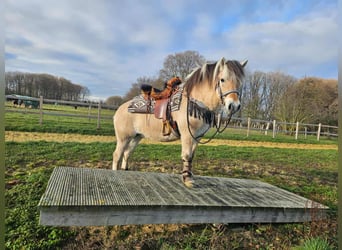 Fjord, Giumenta, 7 Anni, 149 cm, Falbo