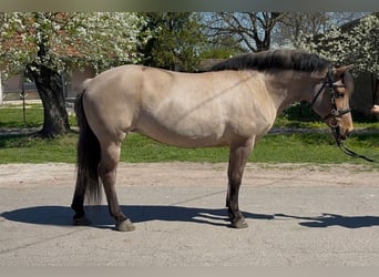 Fjord, Giumenta, 8 Anni, 140 cm, Falbo