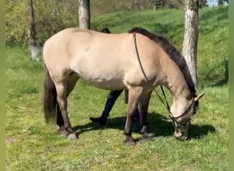 Fjord, Giumenta, 8 Anni, 140 cm, Falbo