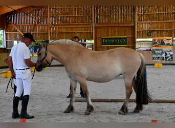Fjord, Giumenta, 8 Anni, 145 cm, Falbo