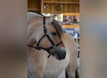 Fjord, Giumenta, 8 Anni, 145 cm, Falbo