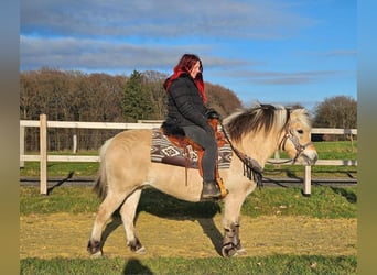 Fjord, Giumenta, 8 Anni, 149 cm, Falbo