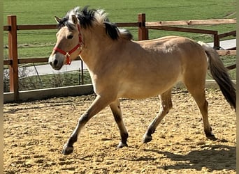 Fjord, Giumenta, 9 Anni, 138 cm, Falbo