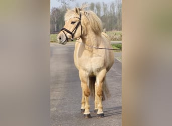 Fjord, Giumenta, 9 Anni, 152 cm, Palomino