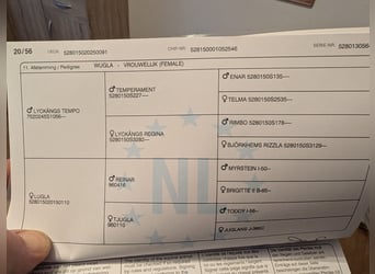 Fjord, Giumenta, Puledri (05/2025), 150 cm, Falbo