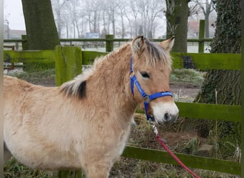 Fjord, Hengst, 1 Jaar, 124 cm