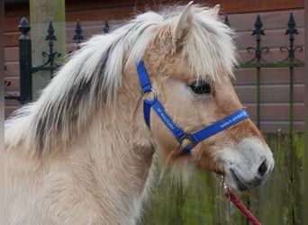 Fjord, Hengst, 1 Jaar, 126 cm