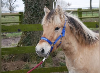 Fjord, Hengst, 1 Jaar, 131 cm