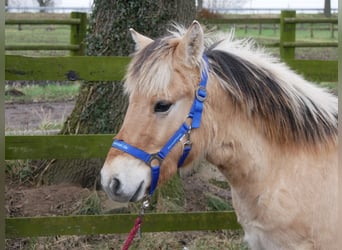 Fjord, Hengst, 1 Jaar, 131 cm