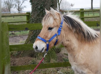 Fjord, Hengst, 1 Jaar, 131 cm