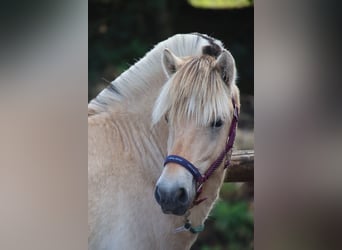 Fjord, Hengst, 1 Jaar, 145 cm, Falbe