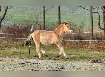 Fjord, Hengst, 1 Jaar, 146 cm, Falbe