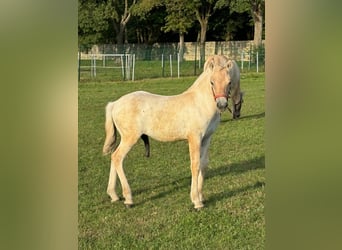 Fjord, Hengst, 1 Jaar, Falbe