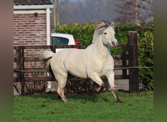 Fjord, Hengst, 3 Jaar, 143 cm, Wit