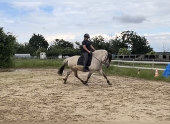 Fjord, Hengst, 7 Jaar, 146 cm, Falbe