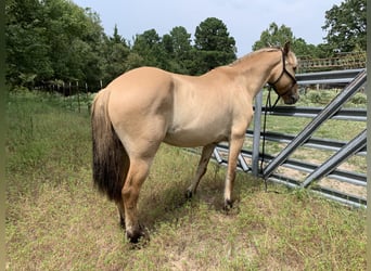 Fjord Horses Mix, Gelding, 10 years, 15 hh, Dun